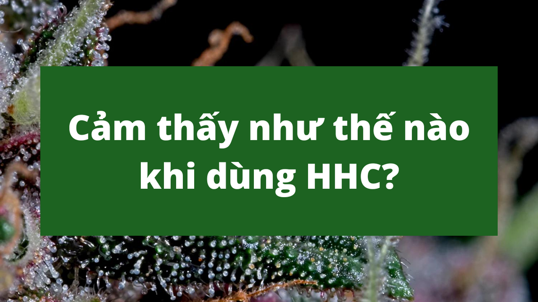 Cảm thấy như thế nào khi dùng HHC?