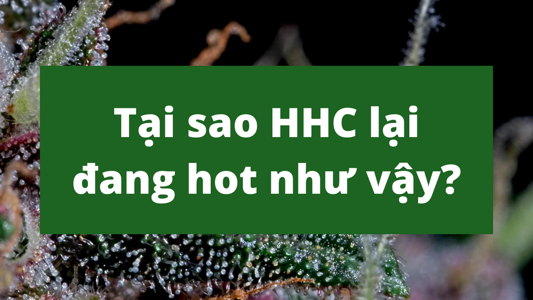 Tại sao HHC lại đang hot như vậy?