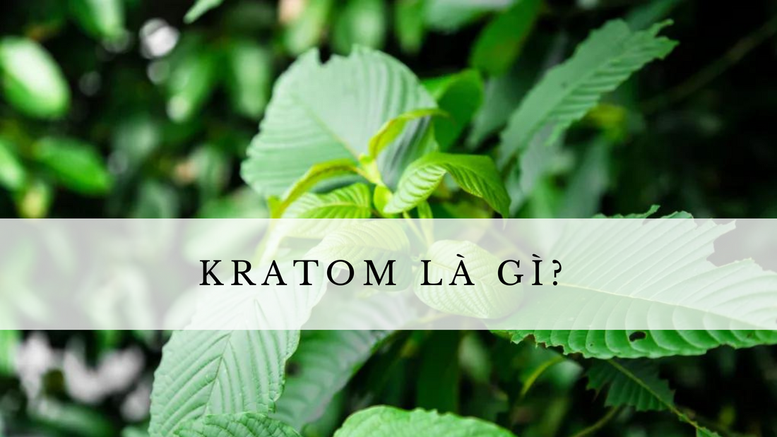 Kratom là gì? Tất cả những điều bạn cần biết về cây kratom